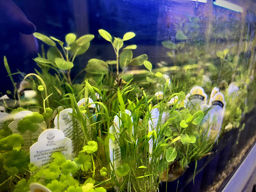 Tropical Fish Store «Westside Aquarium & Pets», reviews and photos, 3402 S Dale Mabry Hwy, Tampa, FL 33629, USA