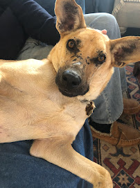 K9MISH - Photo 4 - Car repair in Tulsa, OK, Tulsa