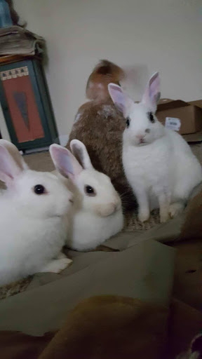 Pet Supply Store «The Natural Pet Center At Ireland Corners», reviews and photos, 609 NY-208, Gardiner, NY 12525, USA