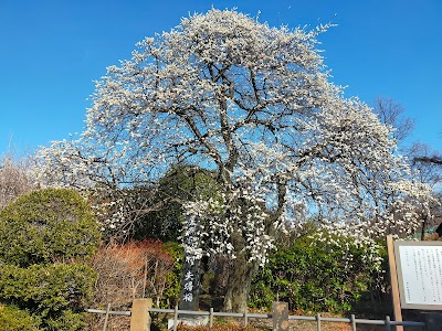 石重寺の夫婦梅