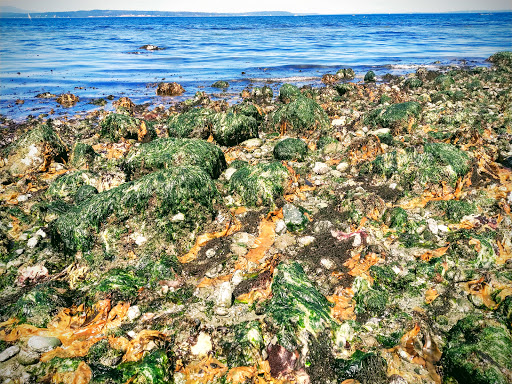 Park «Golden Gardens Park», reviews and photos, 8498 Seaview Pl NW, Seattle, WA 98117, USA