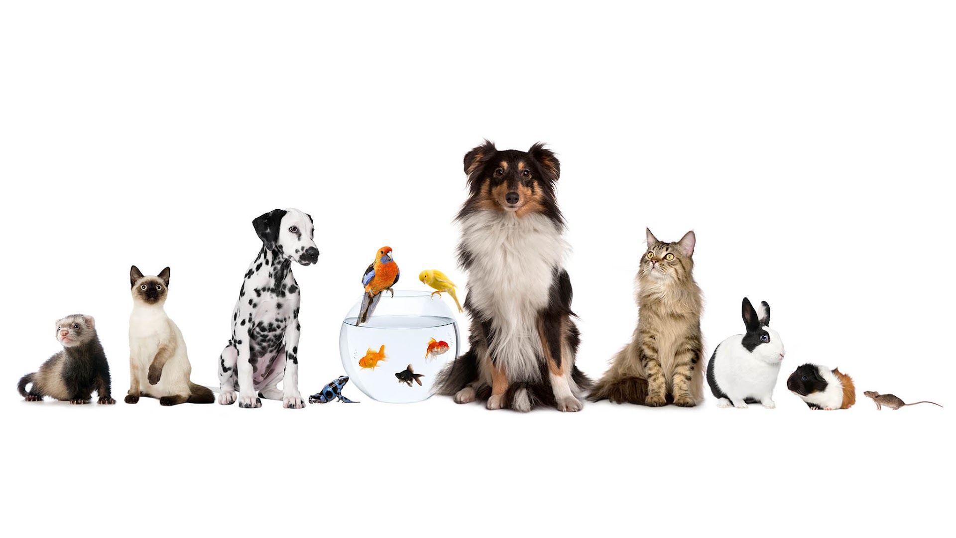 House and Hound Care Pet Sitting in Palm Beach Gardens