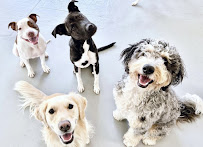 Oh Hello Dog: DTLA Dog Daycare & Boarding - Photo 6 - Car repair in Los Angeles, CA, East Los Angeles