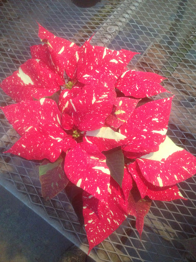 Florist «Pletschers», reviews and photos, 641 Old Hwy 8 SW, New Brighton, MN 55112, USA