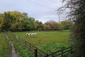 Aylestone Meadows Local Nature Reserve image