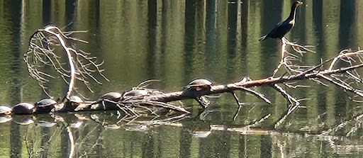 Brown Jandura (Mountain Bike Trail)