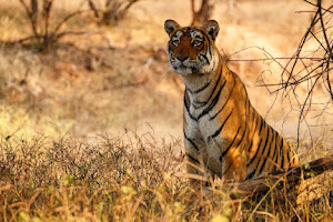 Snaptours - India's Best Wildlife Tour Operator image