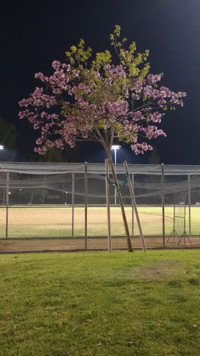 Park «Cerritos Park East», reviews and photos, 13234 E 166th St, Cerritos, CA 90703, USA