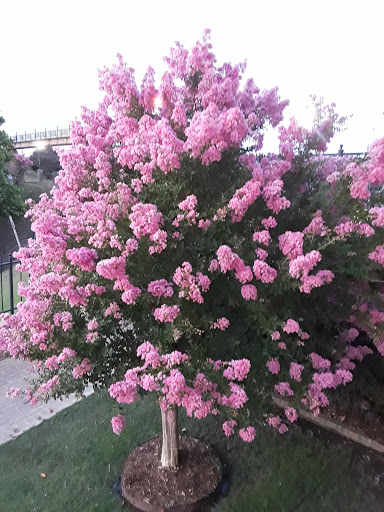 Tourist Information Center «Mississippi Welcome Center», reviews and photos, 4210 Washington St, Vicksburg, MS 39180, USA