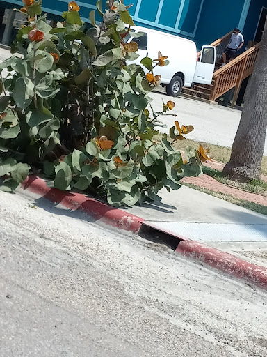 Gift Shop «North Beach Gift Shop», reviews and photos, 2901 Surfside Blvd, Corpus Christi, TX 78402, USA