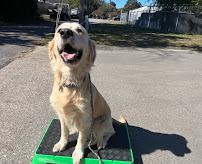 K9Aholics Dog Training - Photo 6 - Car repair in Norfolk, VA, Virginia Beach