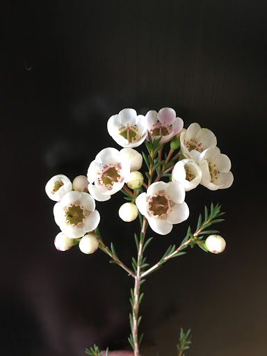 Florist «Parker Blooms», reviews and photos, 11153 S Parker Rd, Parker, CO 80134, USA