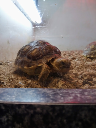 Pet Store «Pet Town», reviews and photos, 7804 Florence Ave, Downey, CA 90240, USA