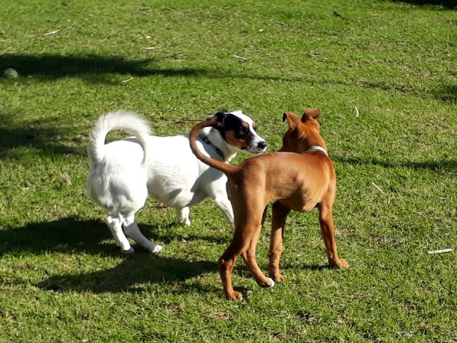Browns Bay Dog Daycare - Auckland