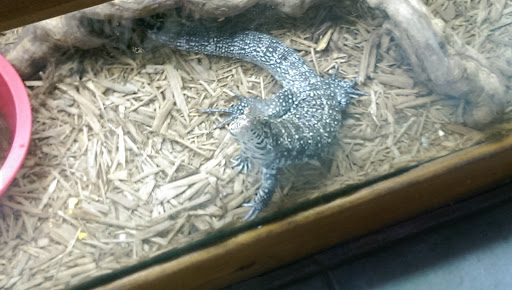 Pet Store «Pets Plus-Reptiles & Exotic», reviews and photos, 421 West Ave, Lockport, NY 14094, USA