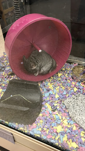 Pet Supply Store «PetSmart», reviews and photos, 1130 SE Everett Mall Way, Everett, WA 98208, USA