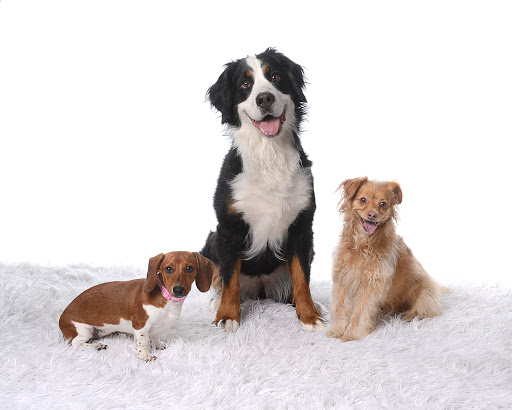 Calling All Dogs, 6088 S Highland Dr, Holladay, UT 84121, USA, 