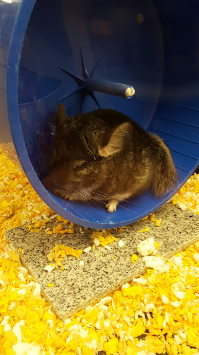 Pet Supply Store «PetSmart», reviews and photos, 60 NJ-17, Paramus, NJ 07652, USA