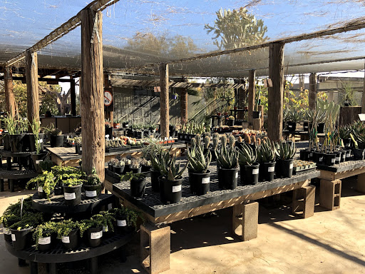 Arizona Cactus Sales