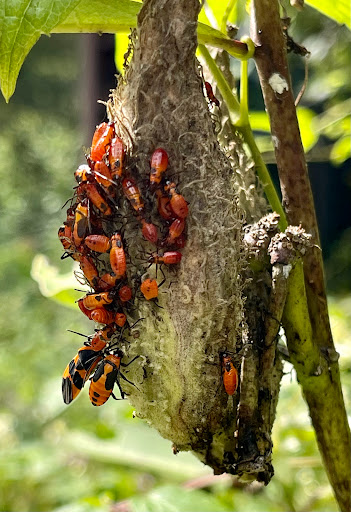 Botanical Garden «Botanical Gardens At Asheville», reviews and photos, 151 W .T. Weaver Blvd, Asheville, NC 28804, USA