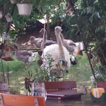 Photo n°3 de l'avis de Beate.� fait le 27/07/2019 à 14:25 sur le  Waldhorn à Zell