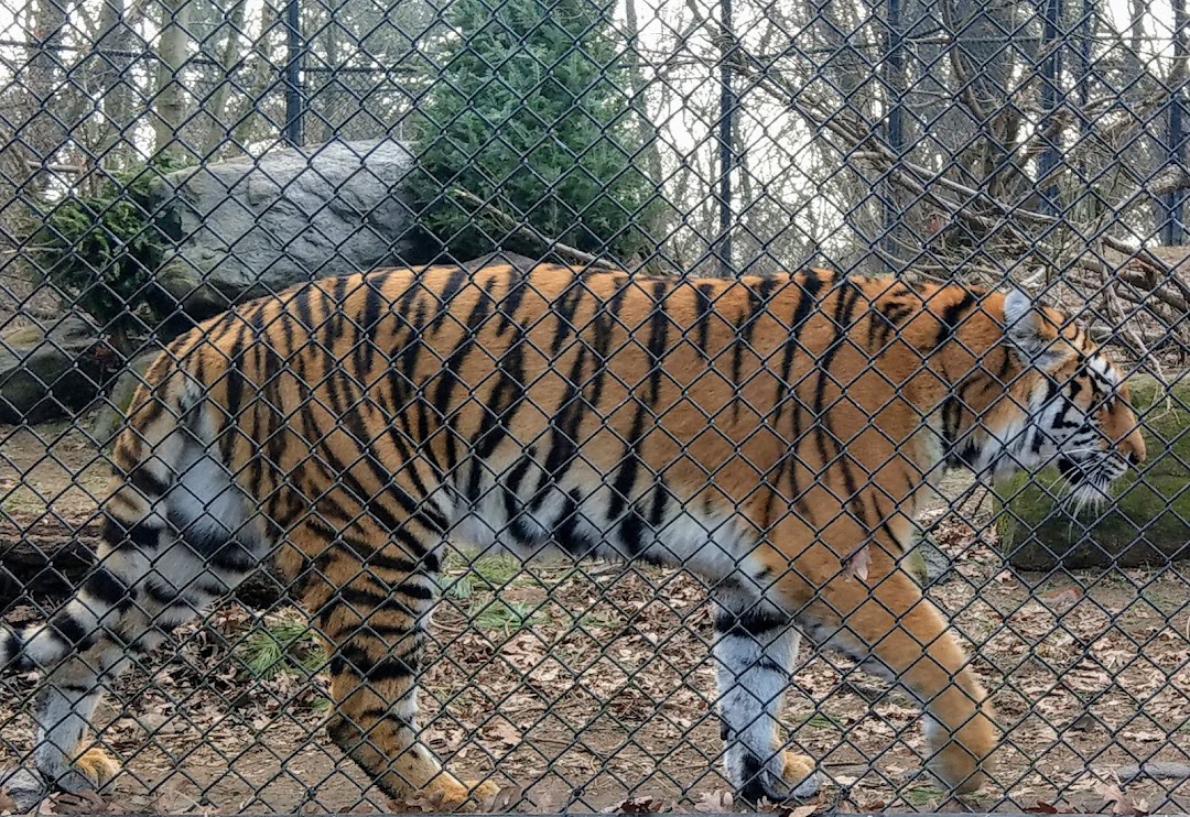 Connecticuts Beardsley Zoo