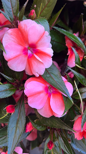 Home Improvement Store «The Home Depot», reviews and photos, 32525 Northwestern Hwy, Farmington Hills, MI 48334, USA