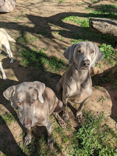 Arizona AKC Weimaraners