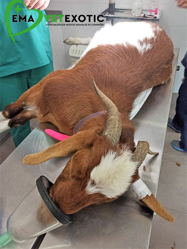 Emavetexotic, Clínica Veterinaria Animales Exóticos en Palma
