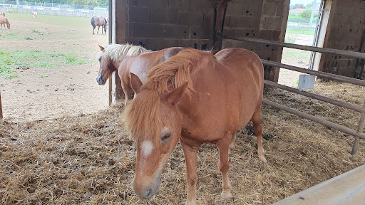 FERME EQUESTRE DE L AUTHRE à Jussac, Cantal