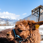 Photo n°3 de l'avis de Martina.u fait le 04/04/2022 à 15:19 sur le  La Tresenda Agriturismo Mountain Farm à Livigno