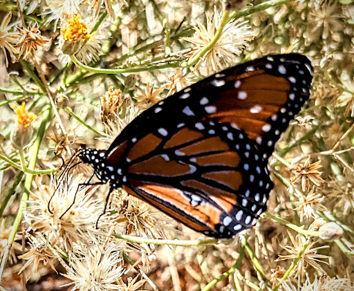 Visitor Center «Lake Mead Visitor Center», reviews and photos