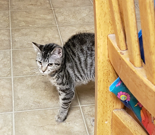 Pet Supply Store «PetSmart», reviews and photos, 8500 N Evanston Ave, Kansas City, MO 64157, USA