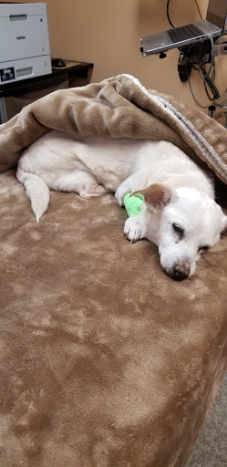 Monte Vista Small Animal Hospital image