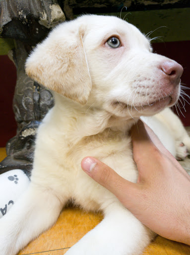 Pet Store «All Pets Club», reviews and photos, 405 Queen St, Southington, CT 06489, USA