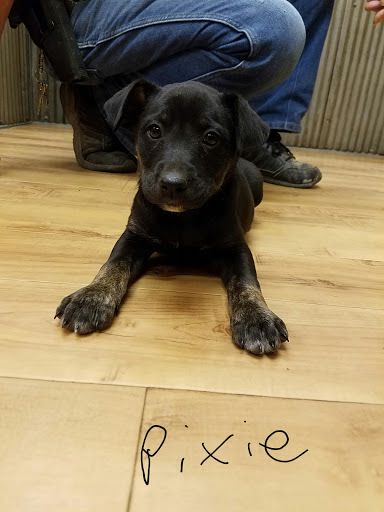 Thrift Store «West Plains Regional Animal Shelter», reviews and photos, 1438 State Rte BB, West Plains, MO 65775, USA