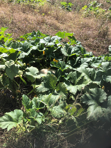 Produce Market «Solly Brothers», reviews and photos, 707 Almshouse Rd, Warminster, PA 18974, USA