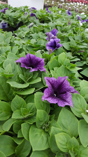 Garden Center «Nanticoke Gardens», reviews and photos, 1543 Union Center Maine Hwy, Endicott, NY 13760, USA