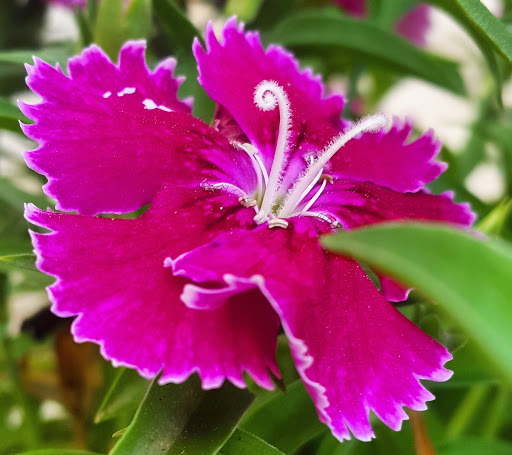 Florist «Aventura Florist», reviews and photos, 20445 Biscayne Blvd, Aventura, FL 33180, USA