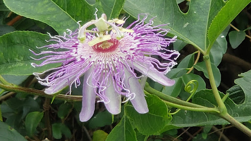 Golf Course «Two Rivers Golf Course», reviews and photos, 2235 2 Rivers Pkwy, Nashville, TN 37214, USA