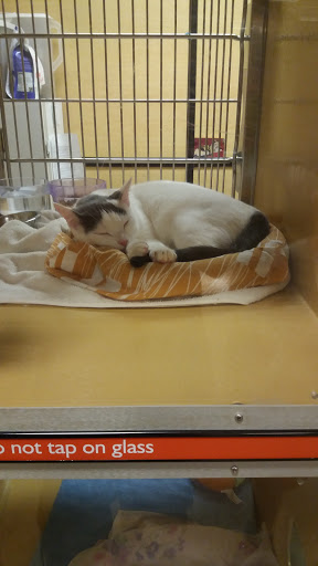 Pet Supply Store «PetSmart», reviews and photos, 467 Cross Keys Rd, Sicklerville, NJ 08081, USA