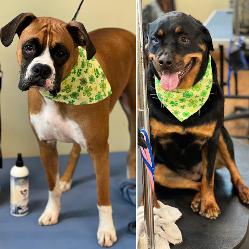 Pet Groomer «Doggie Doos By Amy Lou», reviews and photos, 132 2nd St NE, New Philadelphia, OH 44663, USA
