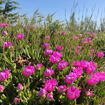 Photo n°3 de l'avis de Ema. fait le 20/05/2019 à 16:17 sur le  Bufalara à Sabaudia