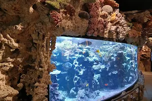 Skansen Aquarium image