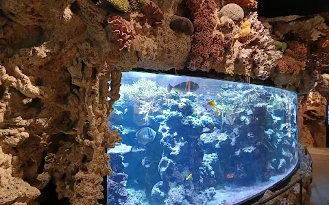 Skansen Aquarium image