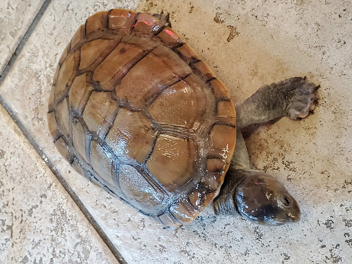 Pet Store «Movie Vault & PETropoliS live», reviews and photos, 1296 Anderson City Rd, Lawrenceburg, KY 40342, USA