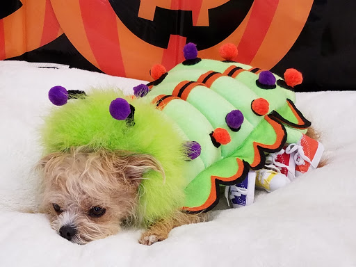 Pet Supply Store «Petco Animal Supplies», reviews and photos, 1917 Douglas Blvd, Roseville, CA 95661, USA