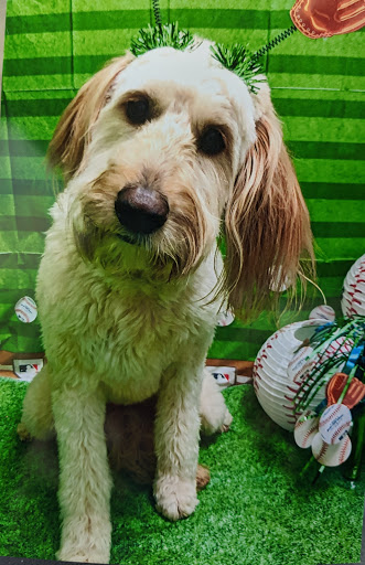 Pet Supply Store «PetSmart», reviews and photos, 1505 11th Ave NW, Issaquah, WA 98027, USA