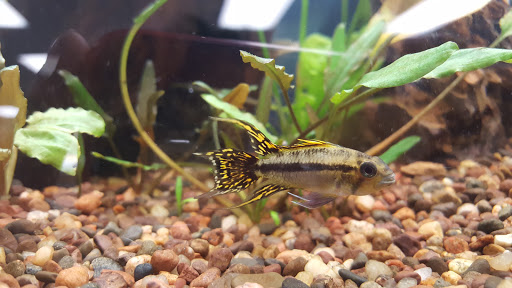 Tropical Fish Store «Aquatic Dog», reviews and photos, 7429 E Iliff Ave, Denver, CO 80231, USA