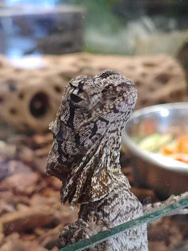 Pet Store «Animal Lovers Pet Shop», reviews and photos, 24028 Vista Montana, Torrance, CA 90505, USA